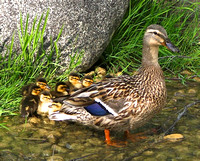 Duck Mom with ducklings